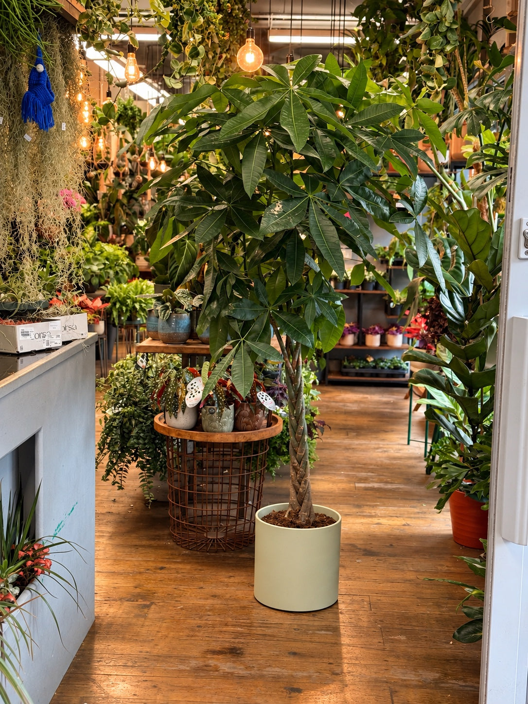 The Shop