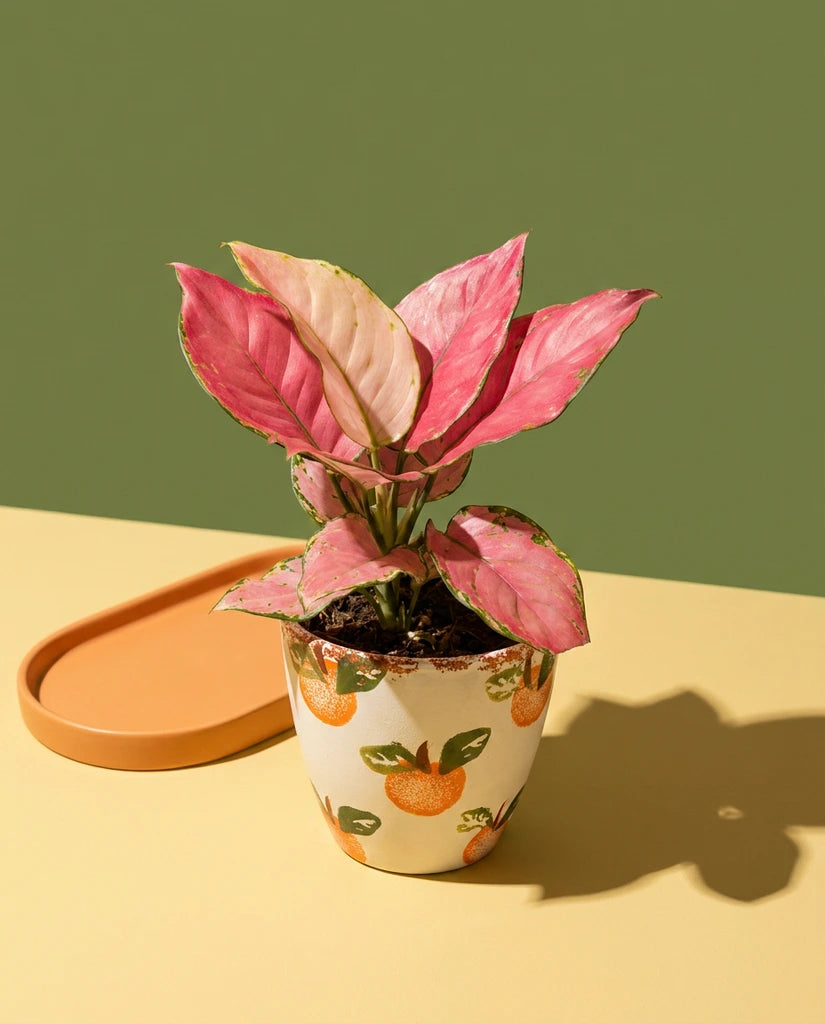 Aglaonema Pink Star – Plant Warehouse