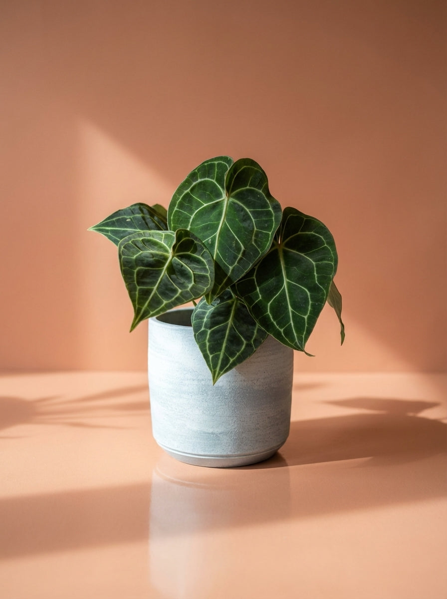 anthurium clarinervium uk Anthurium Clarinervium – Plant Warehouse