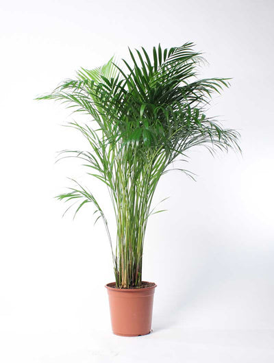 Areca Palm