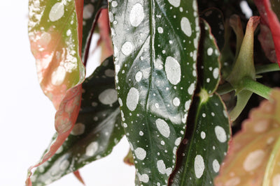 Begonia Maculata