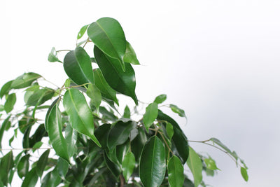 Weeping Fig Plant (Ficus Benjamina)