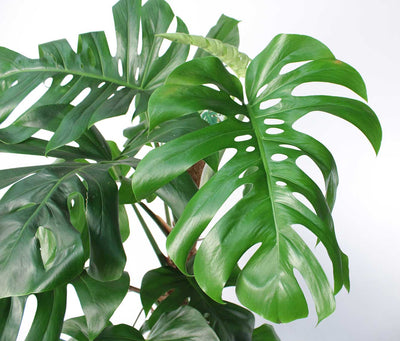 Monstera Deliciosa (Swiss Cheese Plant)