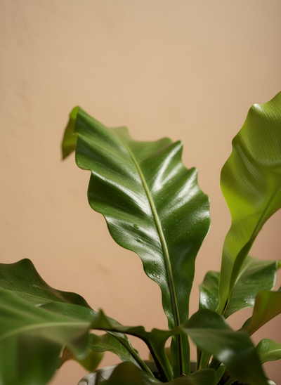 Birds Nest Fern (Asplenium)