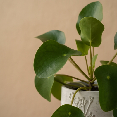 Chinese Money Plant