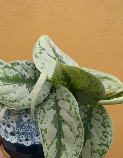 Silver Pothos (Trebie)