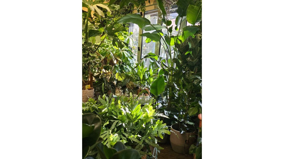 Indoor Plants for Office Reception Areas: 10 Best Picks