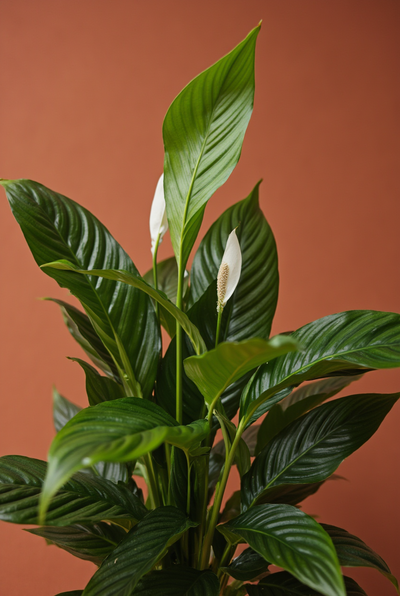 Peace Lily (Spathiphyllum)