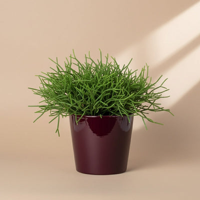 Mistletoe Cactus (Rhipsalis Baccifera)