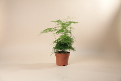 Asparagus Fern
