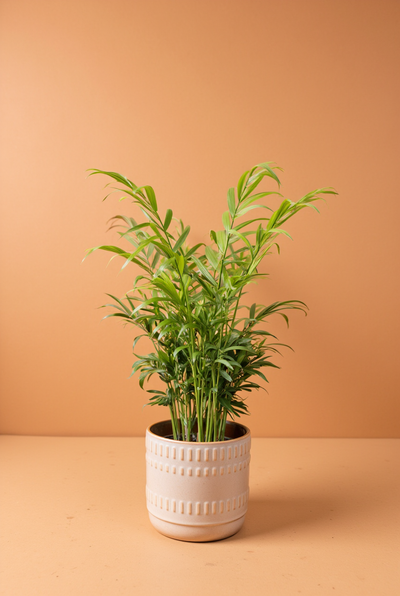 Parlour Palm (Chamaedorea Elegans)