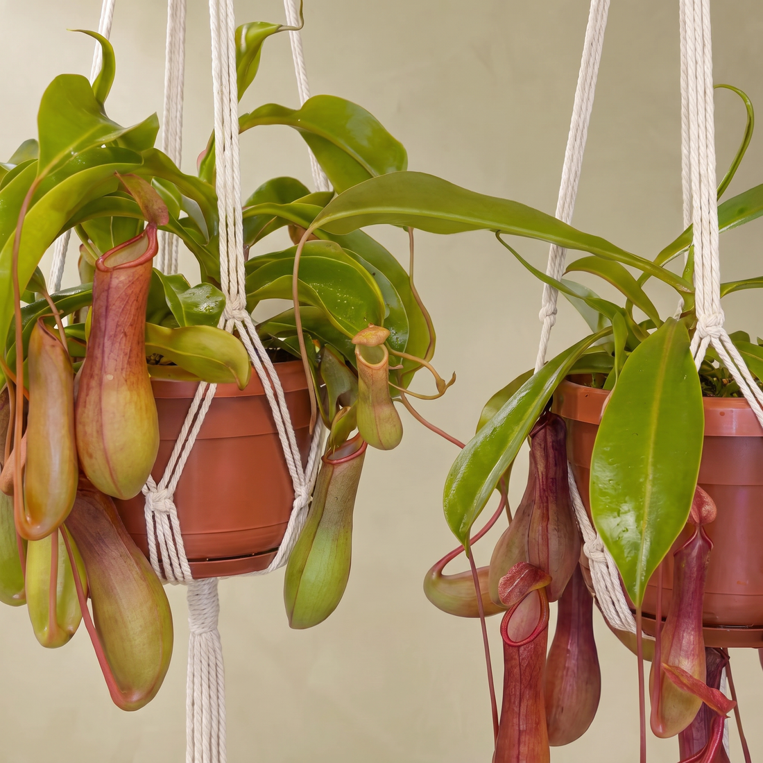 Signs of a Healthy Indoor Plant: 7 Checks to Know