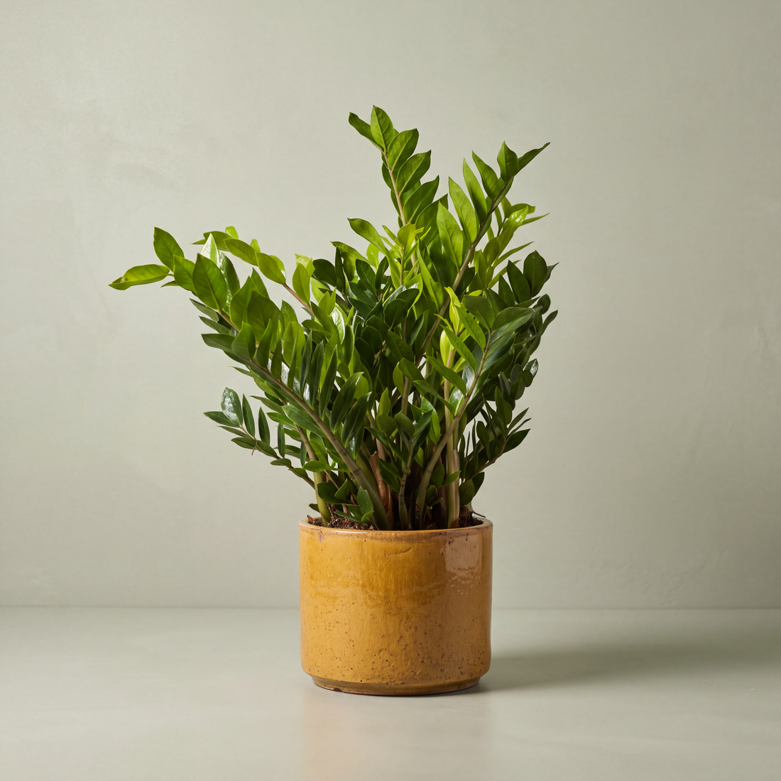 Best Air Purifying Plants for Bedrooms: 8 Top Picks