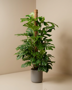 Swiss Cheese Plant | Monstera
