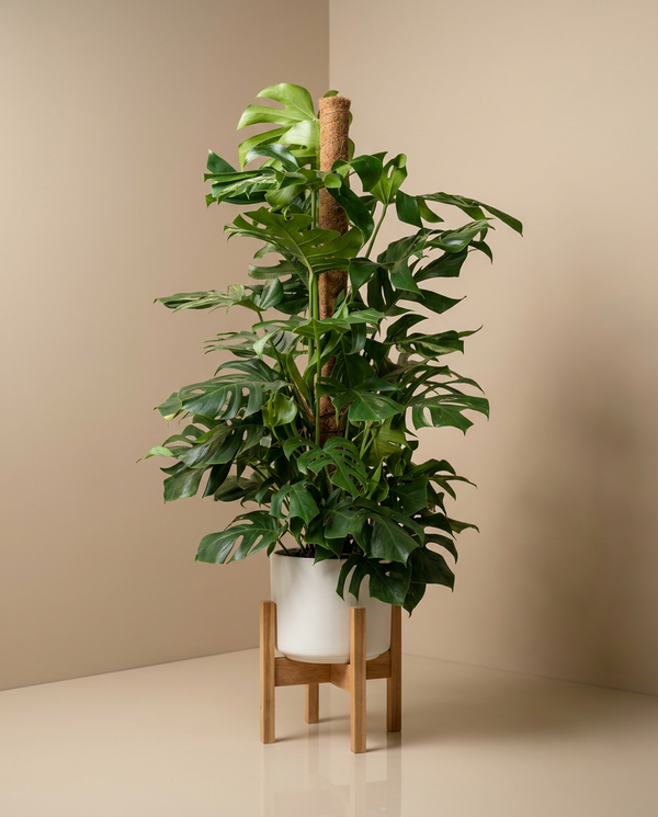 Swiss Cheese Plant | Monstera