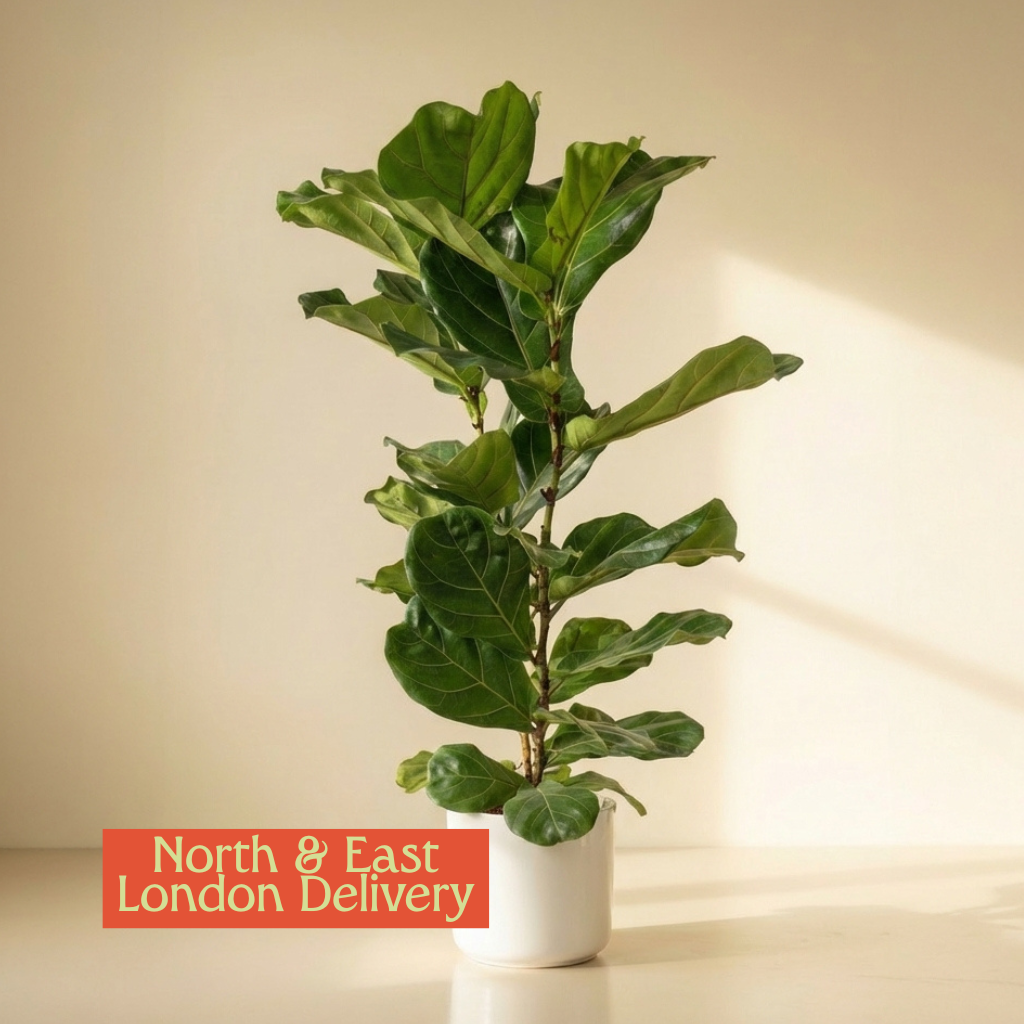 Double Stem Fiddle Leaf Fig