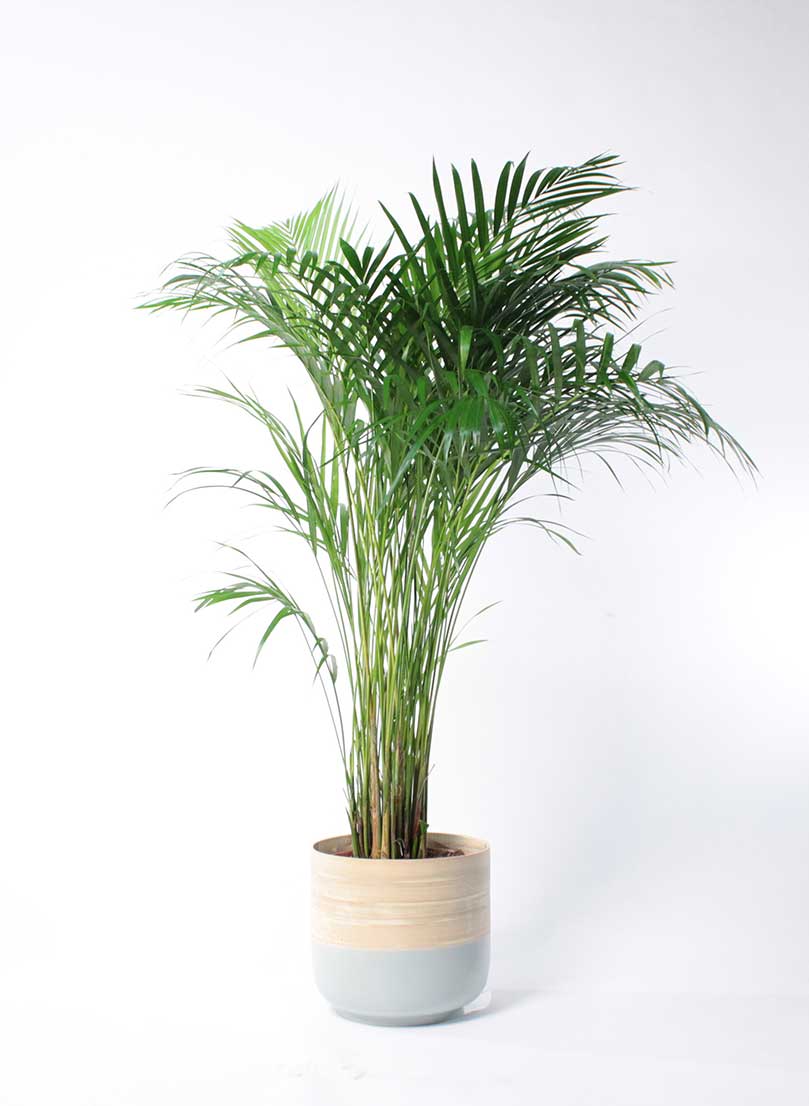 Areca Palm