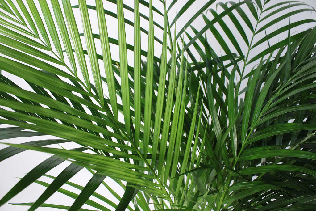 Areca Palm