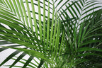 Areca Palm