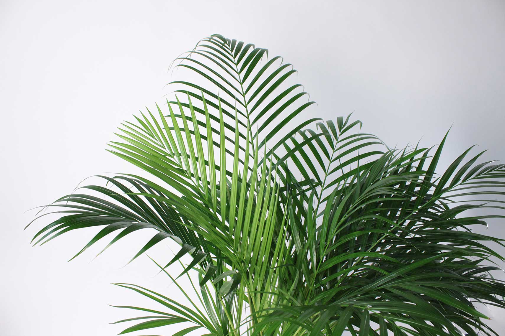Areca Palm