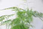Asparagus Fern