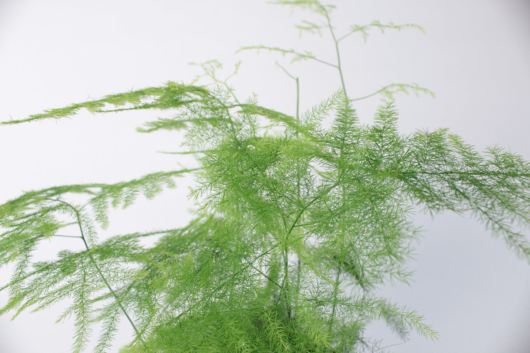 Asparagus Fern