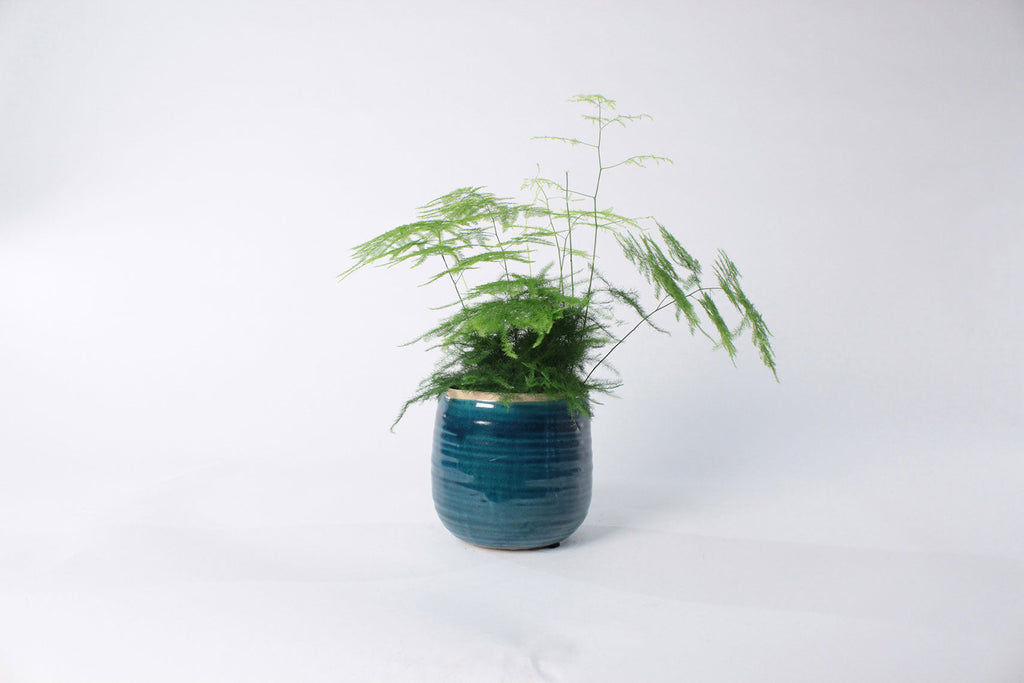 Asparagus Fern