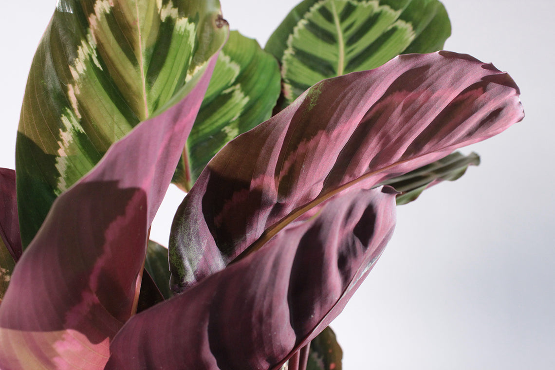 Calathea medalion