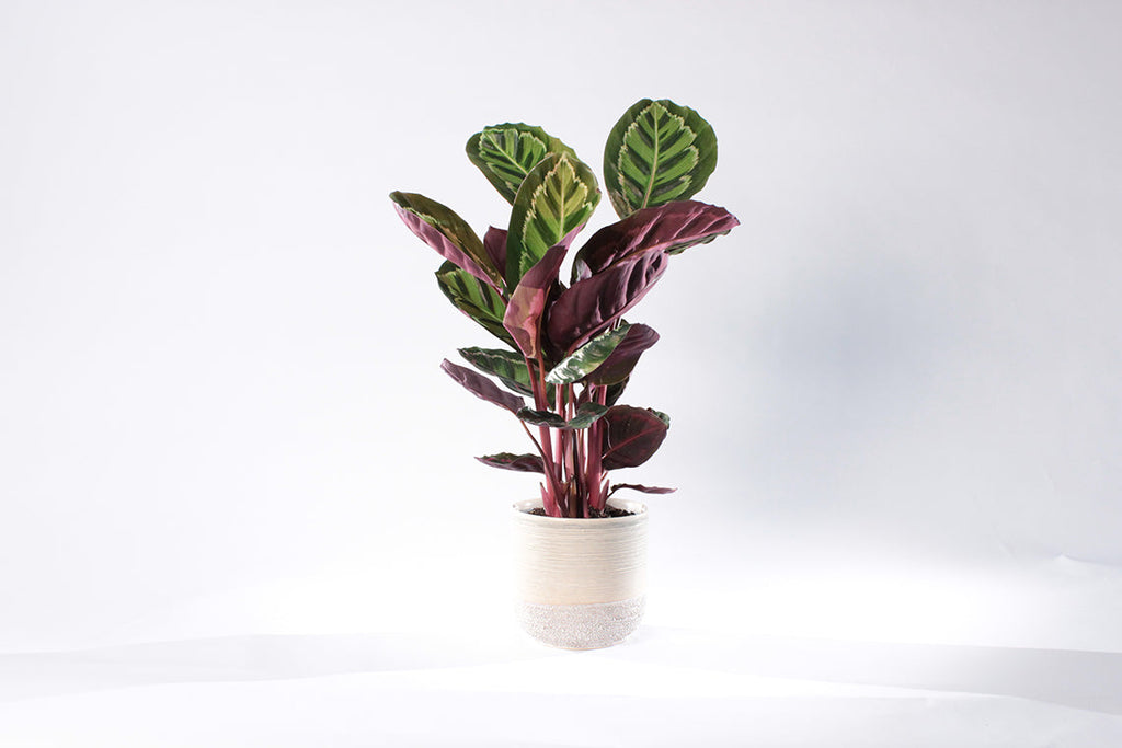 Calathea medalion