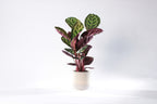 Calathea medalion