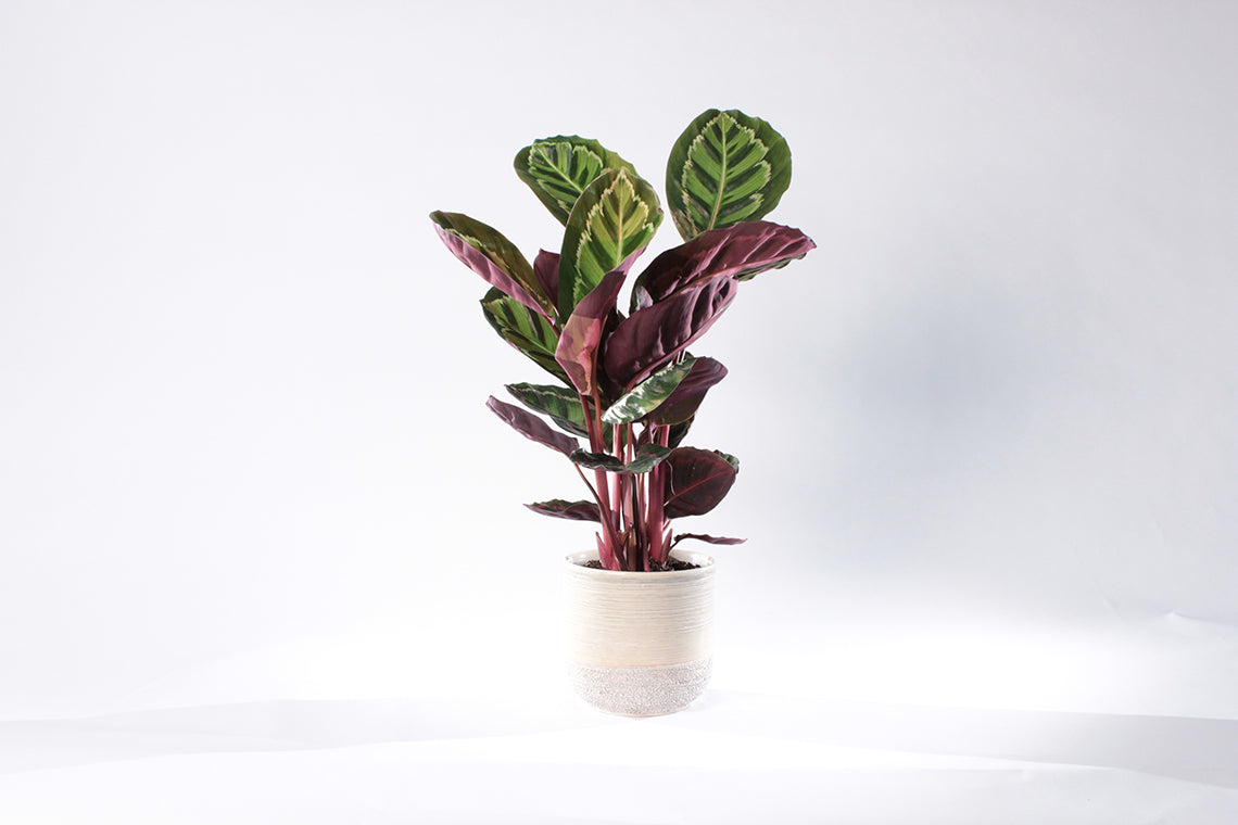 Calathea medalion