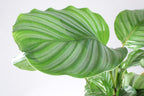 Calathea Orbifolia