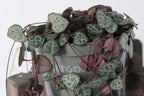 Ceropegia (String of Hearts)