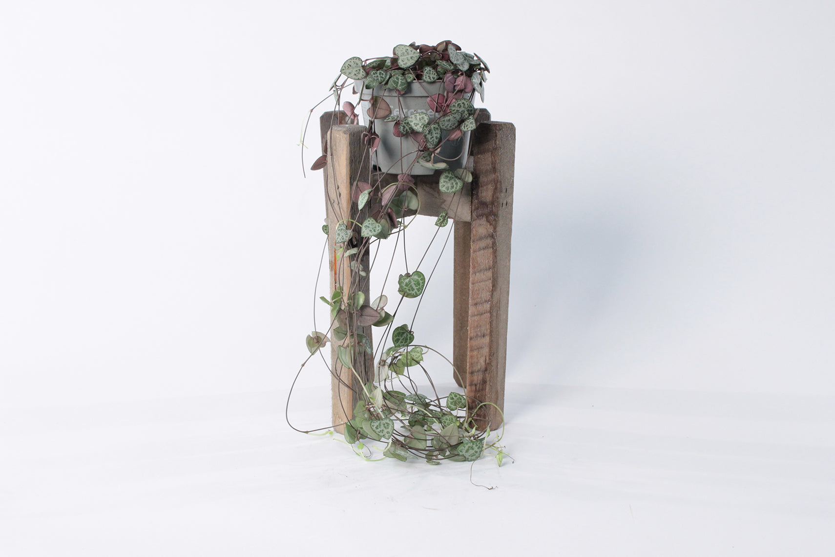 Ceropegia (String of Hearts)