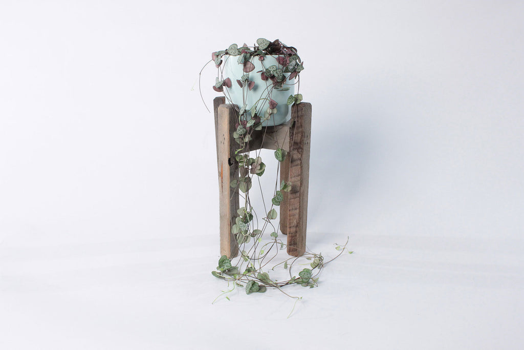 Ceropegia (String of Hearts)