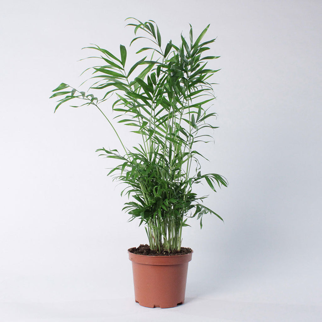 Parlour Palm