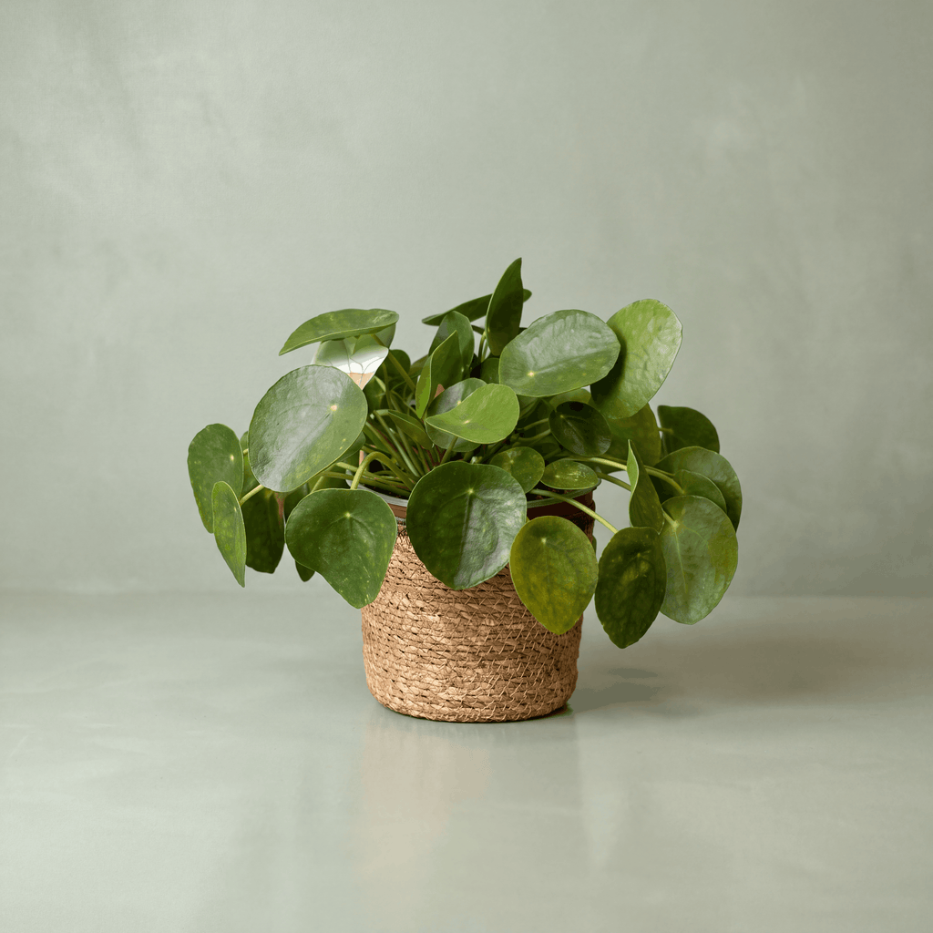 Chinese Money Plant