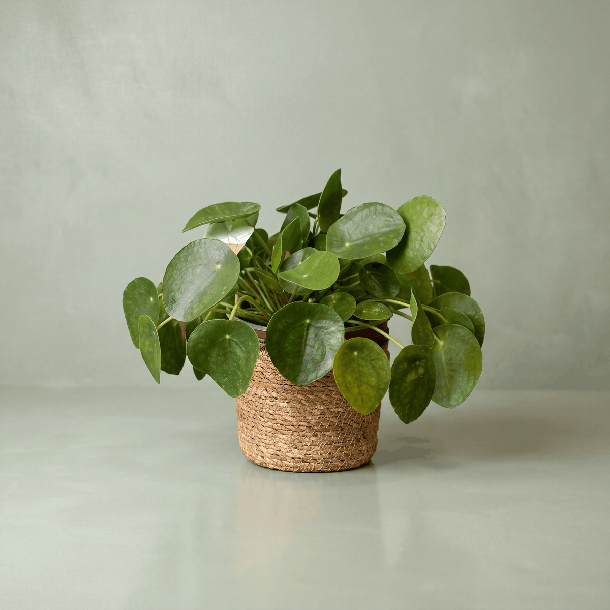 Chinese Money Plant