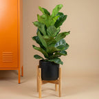 Fiddle Leaf Fig
