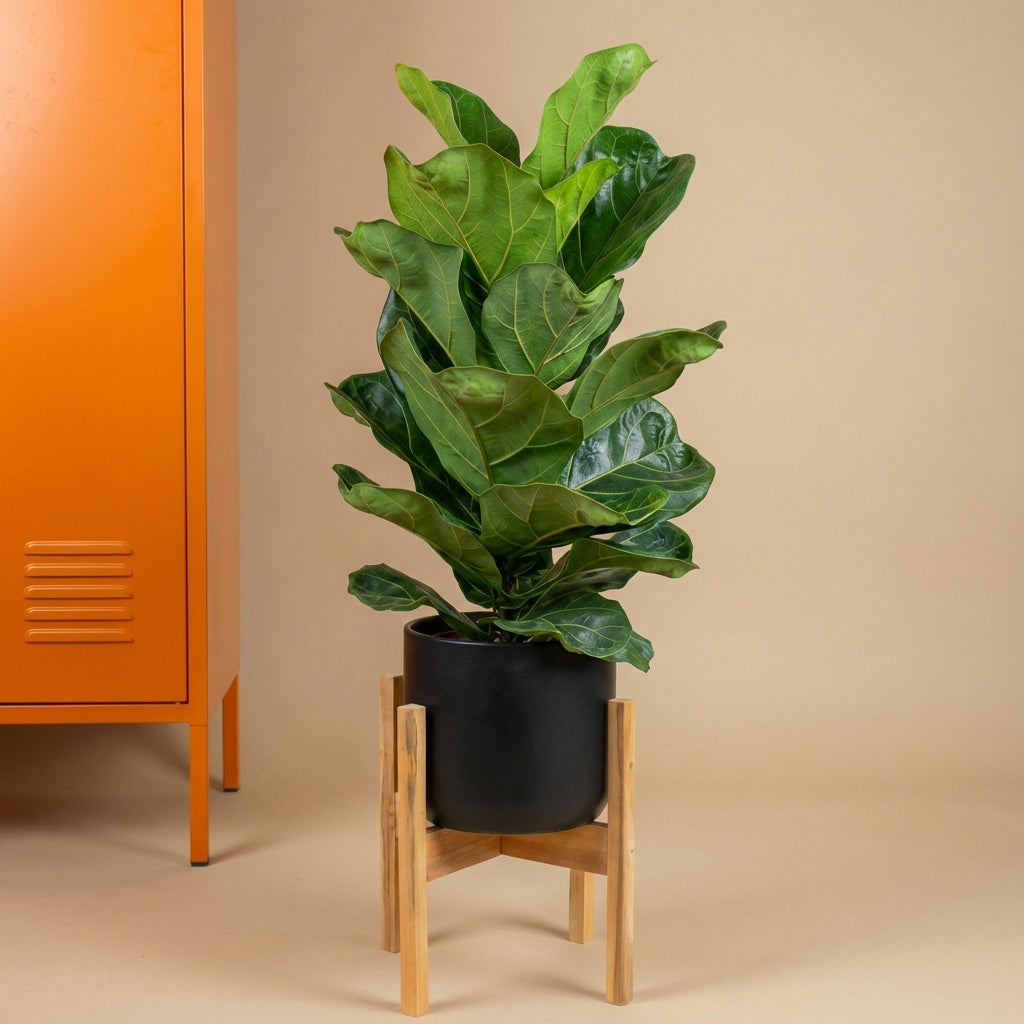 Fiddle Leaf Fig
