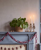Chinese Money Plant
