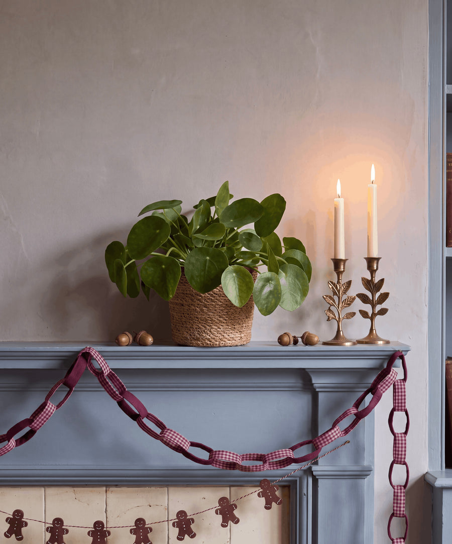Chinese Money Plant
