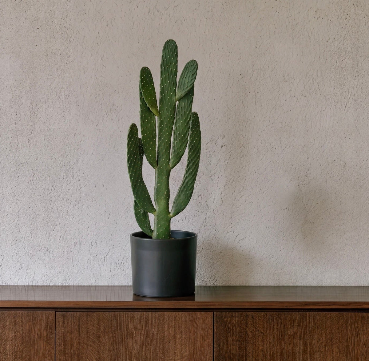 Opuntia Cactus