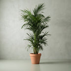 Kentia Palm