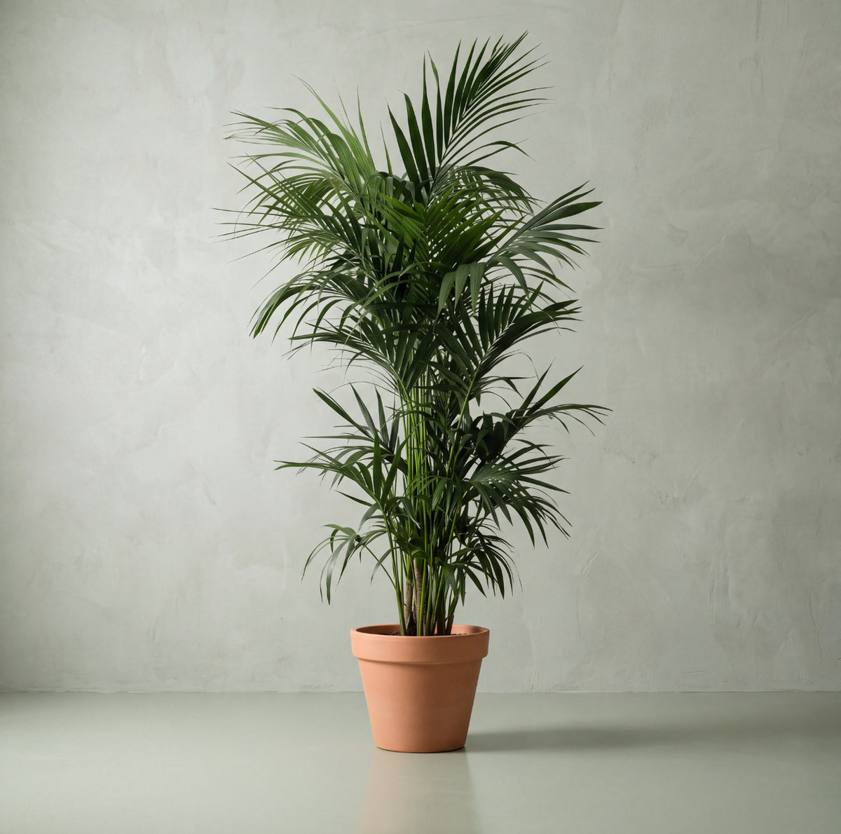 Kentia Palm