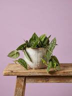 Silver Satin Pothos