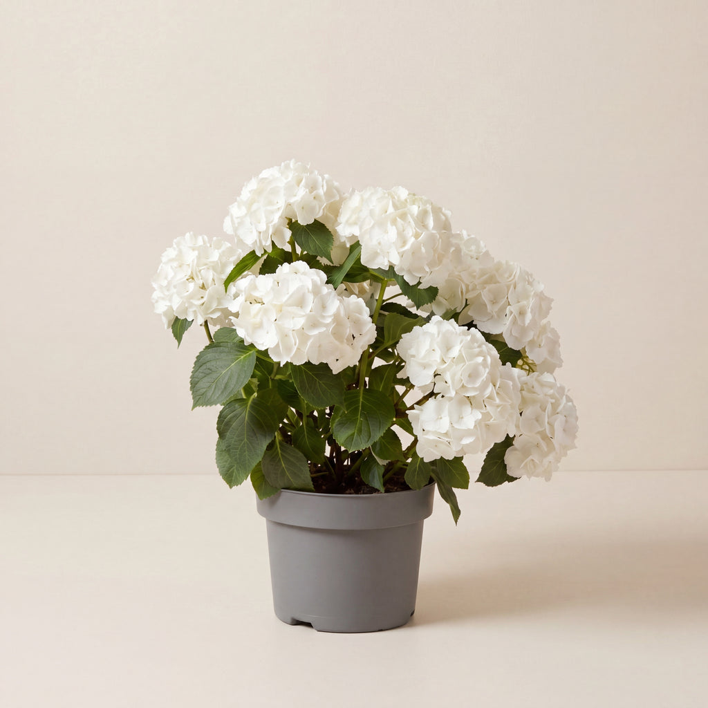 Hydrangea
