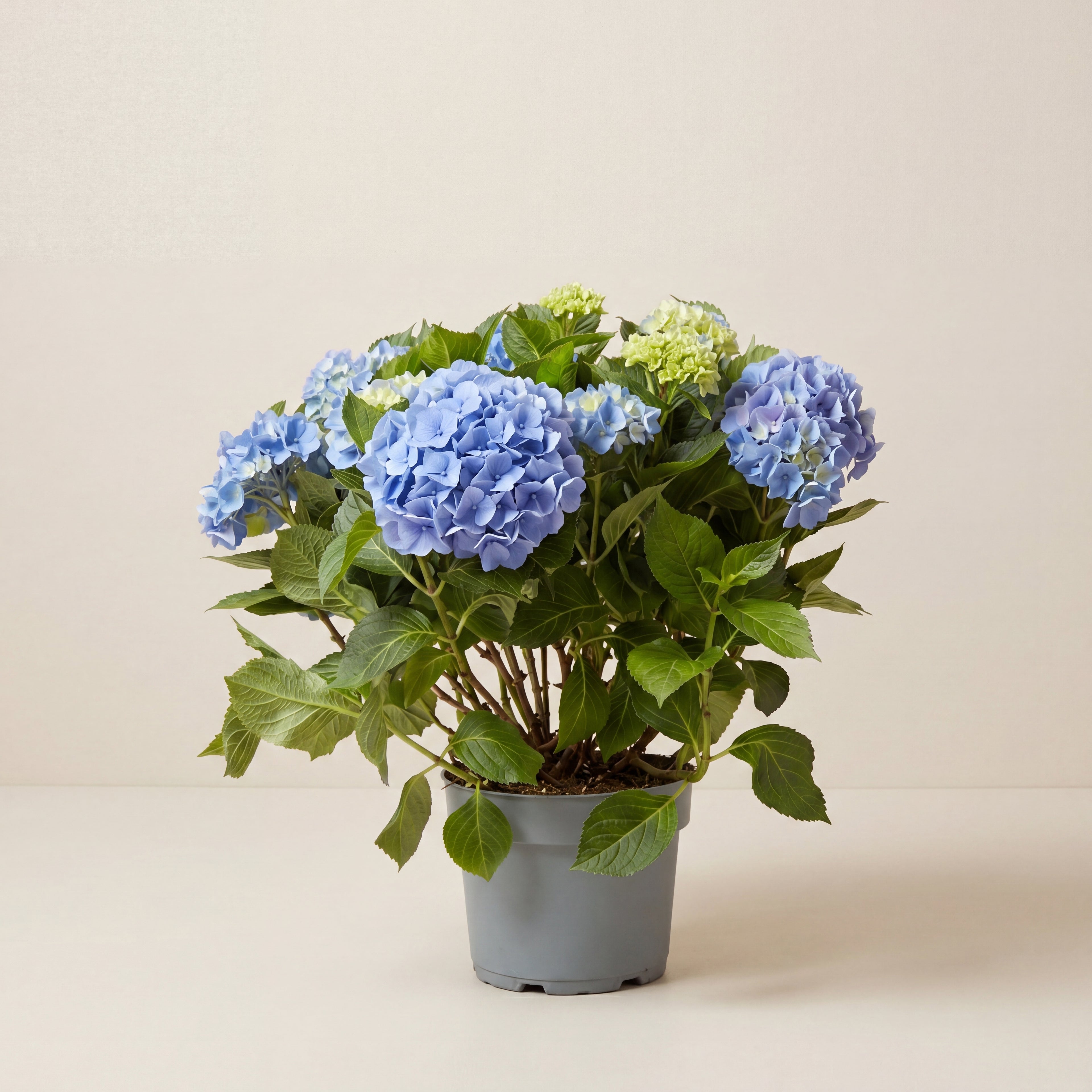 Hydrangea