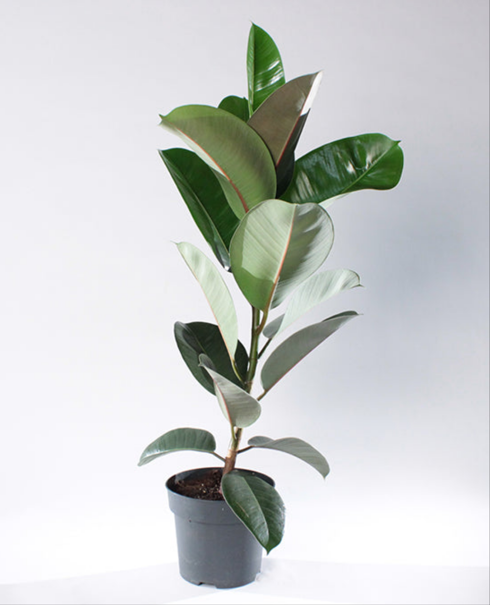 Rubber Plant Robusta