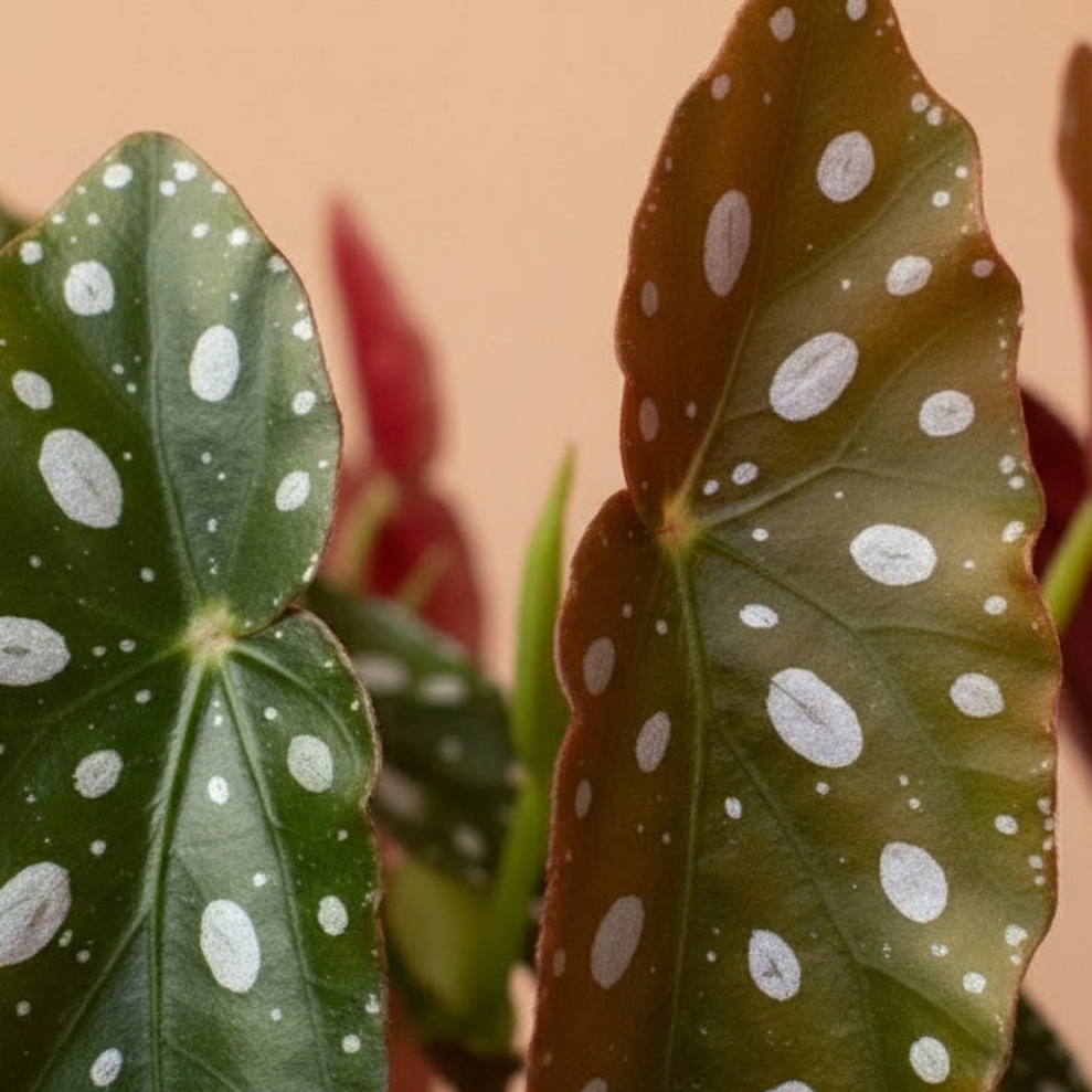 Begonia Maculata